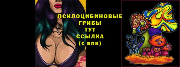 стаф Алзамай